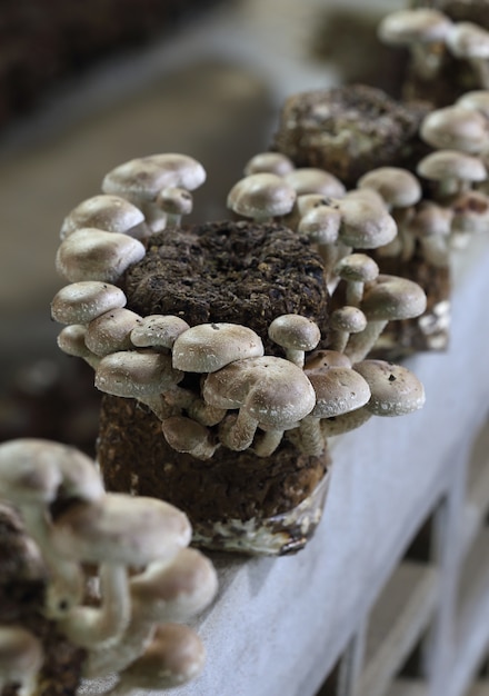 Photo champignons shiitake