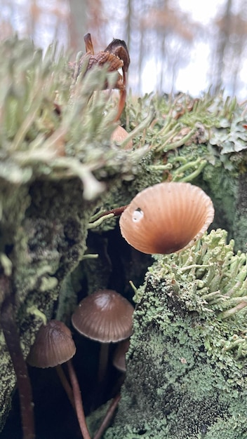 Champignons sur une souche avec de la mousse dans la forêt