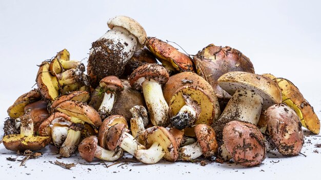 Photo les champignons suillus luteus et boletus edulis