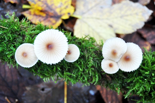 Champignons toxiques au sol dans la jungle de la Forêt-Noire ou de Schwarzwald à Seebach, district de la ville de Zurich dans le Bade Wurtemberg, Allemagne