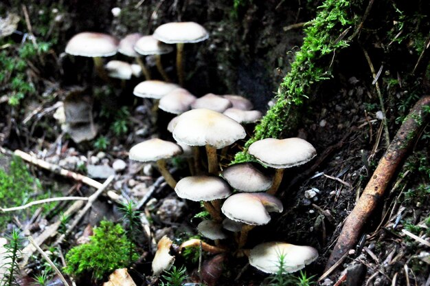 Champignons toxiques au sol dans la jungle de la Forêt-Noire ou de Schwarzwald à Seebach, district de la ville de Zurich dans le Bade Wurtemberg, Allemagne