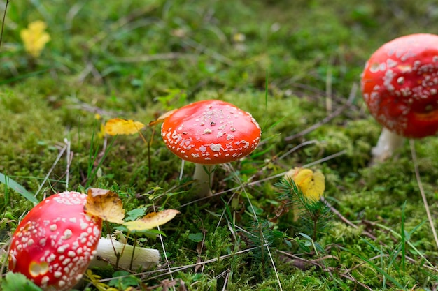 Champignons toxiques et hallucinogènes Fly Agaric dans l'herbe sur la forêt d'automne