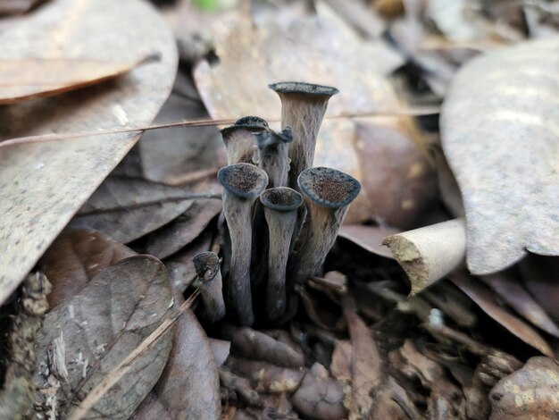 Photo champignons à trompettes dans la litière