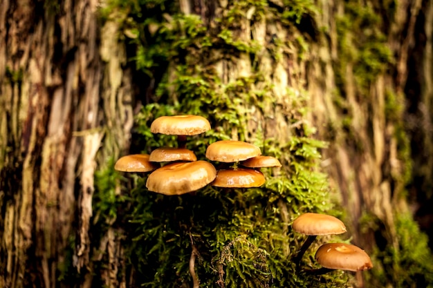 Champignons Sur Un Tronc D'arbre