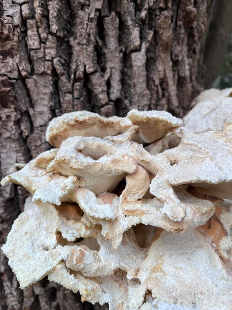 Photo champignons sur le tronc d'un grifola à feuilles d'arbre