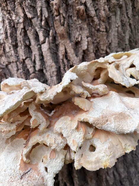 Photo champignons sur le tronc d'un grifola à feuilles d'arbre