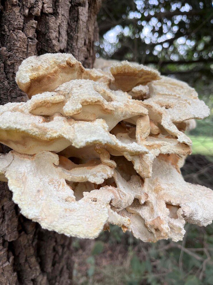 Photo champignons sur le tronc d'un grifola à feuilles d'arbre