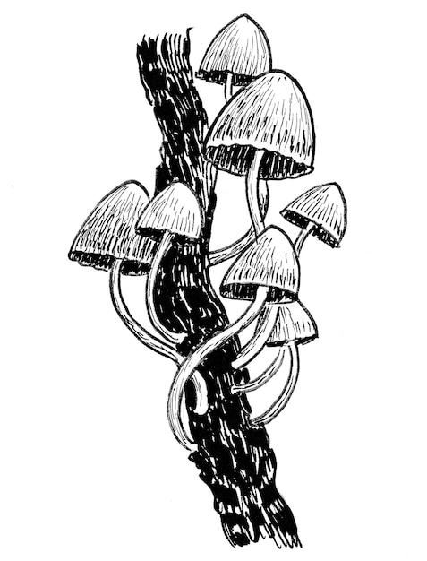 Champignons vénéneux sur une branche d'arbre. Encre noir et blanc