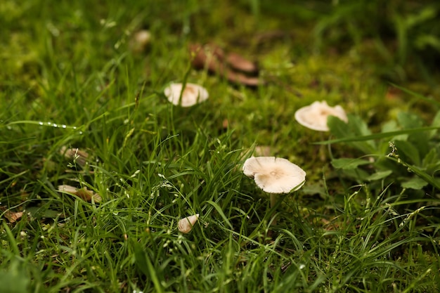 Champignons vénéneux dans une clairière de forêt dans l'herbe verte