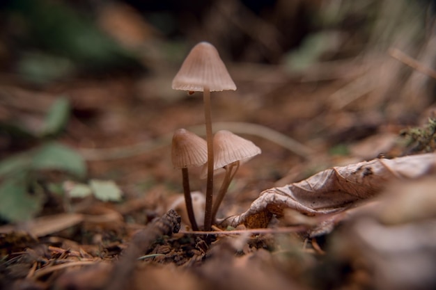 Champignons vénéneux sur mousse verte sur fond naturel clair traditions slaves païennes wiccan sorcellerie rituel spirituel ésotérique