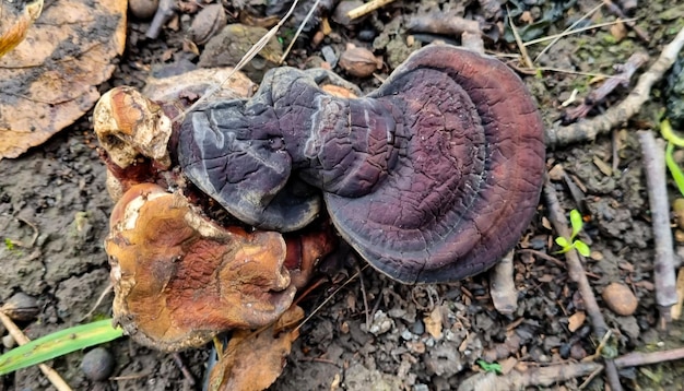 Champignons vénéneux non comestibles Champignons dans le pré