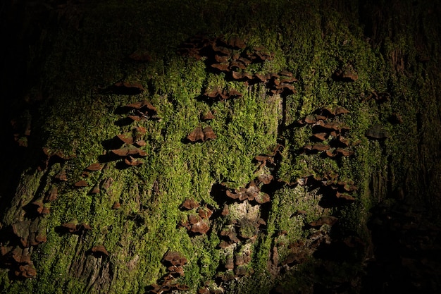 Champignons vénéneux sur une souche recouverte de mousse verte Photo horizontale Ombres sombres