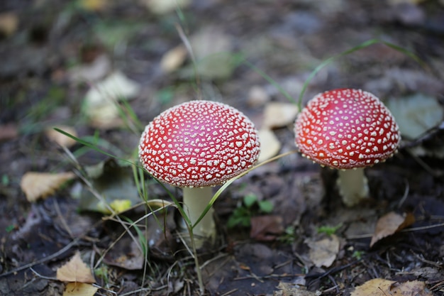 Champignons venimeux bois été ingrédient bois frais