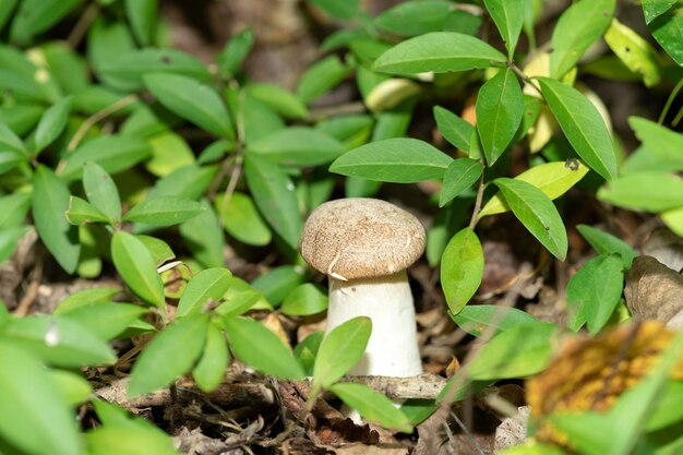 champignons