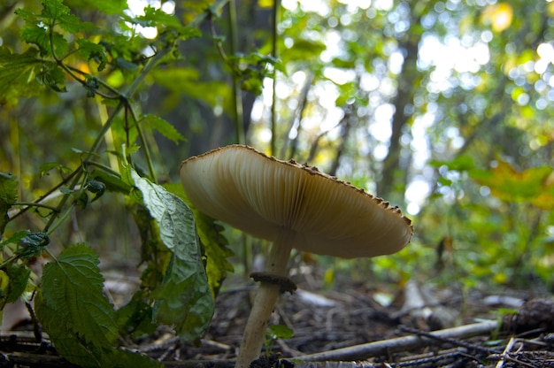 Champignons