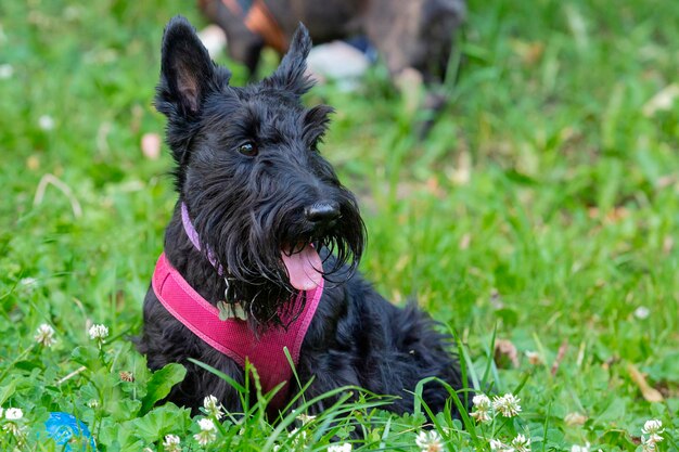 Photo champion de chien samoyède à une exposition canine