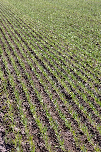 Champs agricoles avec un grand nombre de jeunes céréales vertes comme herbe