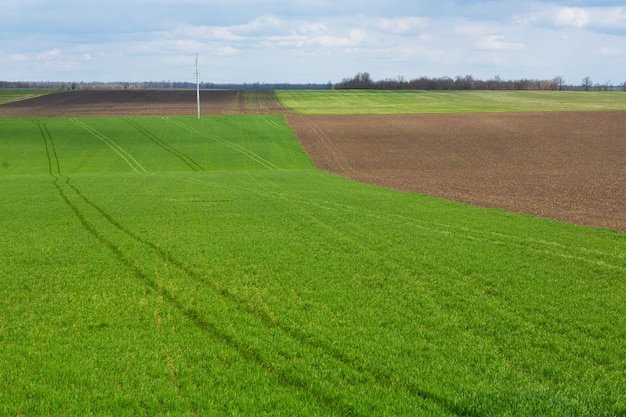 Champs agricoles sur lesquels poussent des céréales