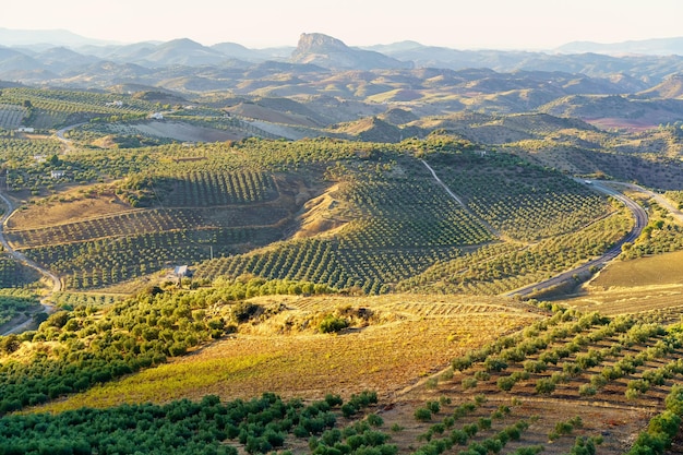 Champs andalous pleins d'oliviers sur le versant des montagnes de Grazalema Cadix Espagne