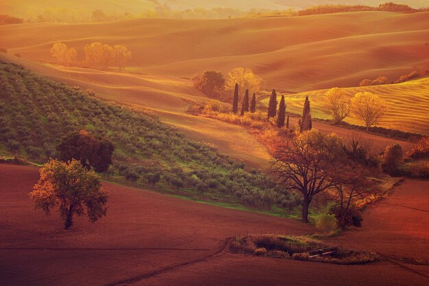 Champs et arbres toscans