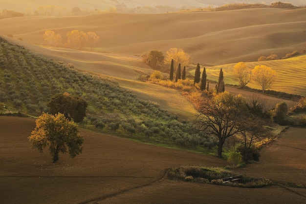 Champs et arbres toscans