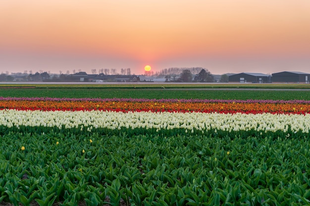 Champs de belles tulipes aux pays-bas au printemps sous un ciel coucher de soleil