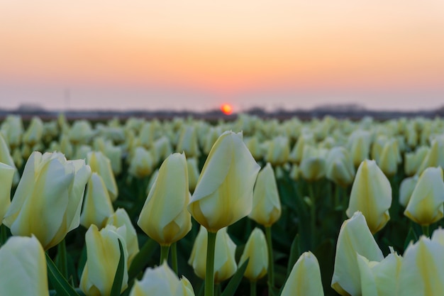 Champs de belles tulipes aux pays-bas au printemps sous un ciel coucher de soleil