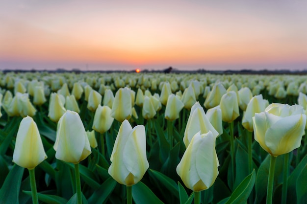 Champs de belles tulipes aux pays-bas au printemps sous un ciel coucher de soleil