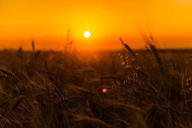 Champs de blé de céréales au lever du soleil