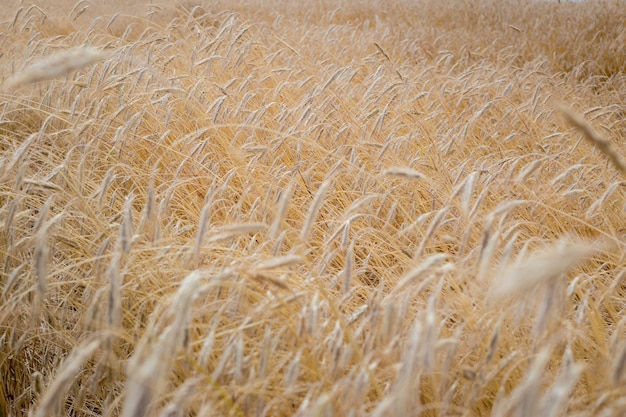 Champs de blé à la fin de l'été complètement mûrs