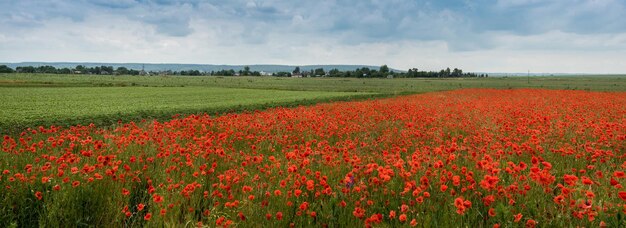 des champs de blé et de pavots sauvages en fleurs un paysage agricole avec un ciel orageux