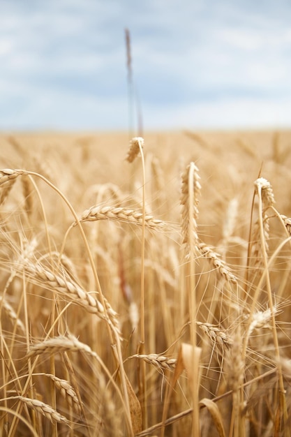 Champs de blé ukrainiens et crise alimentaire à venir de la guerre