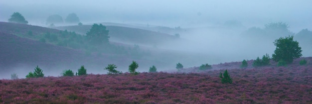 Les champs de bruyère en fleurs, la bruyère rose pourpre en fleur, le chauffage en fleurs aux Pays-Bas