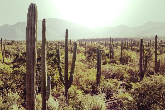 Champs de cactus au Mexique, Baja California