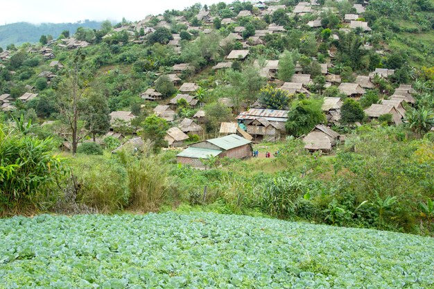 Photo champs de chou-fleur à phutubberg phetchabun thaïlande après le début de la nouvelle saison de croissance