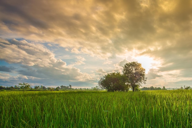 champs et ciel du matinRiz vert avec ciel du soir