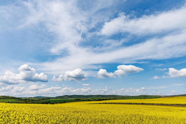 Champs de colza en fleurs sous un ciel nuageux