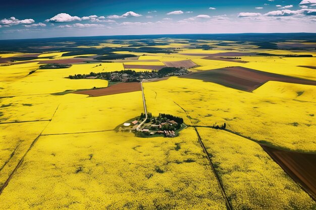 Des champs de colza en fleurs sur une vue panoramique d'une journée ensoleillée