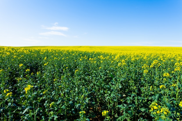 Champs de colza en fleurs