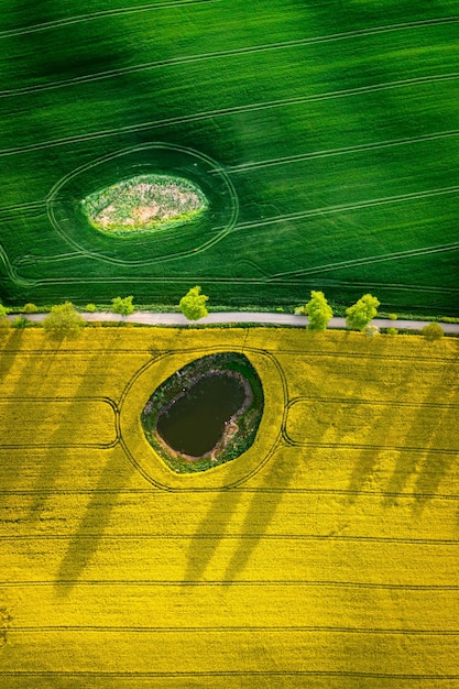 Champs de colza jaune dans la campagne polonaise Vue aérienne de l'agriculture