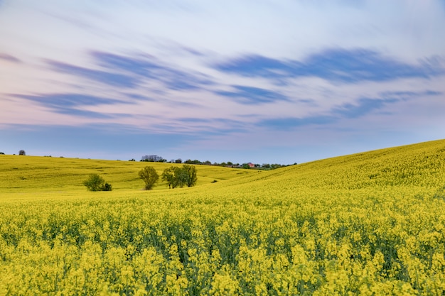 Champs de colza sur une journée ensoleillée contre le ciel bleu