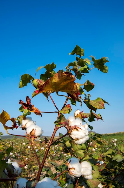 Champs de coton prêts pour la récolte, agriculture