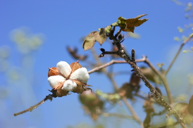 champs de coton