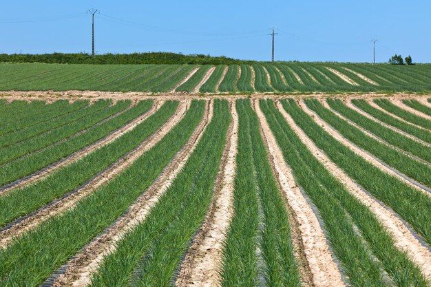 Photo champs cultivés