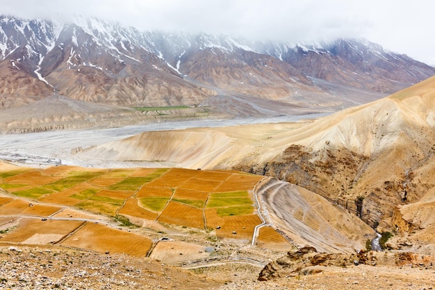 Champs dans la vallée de Spiti