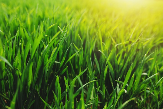 Champs de ferme verts sans fin avec la culture du blé et du maïs au printemps. photo de haute qualité