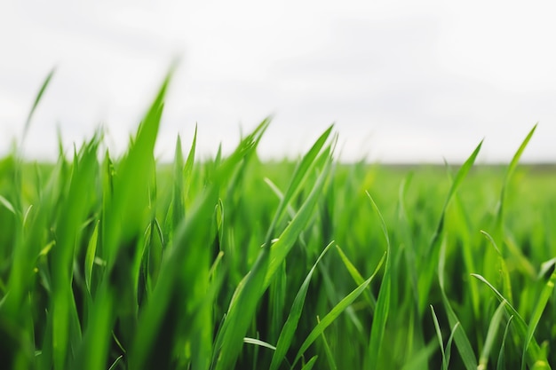 Champs de ferme verts sans fin avec la culture du blé et du maïs au printemps. photo de haute qualité