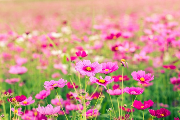 Champs de fleurs Cosmos au coucher du soleil