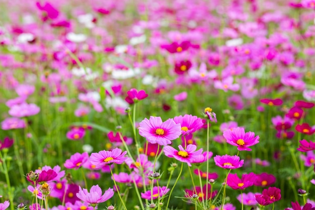 Champs de fleurs Cosmos