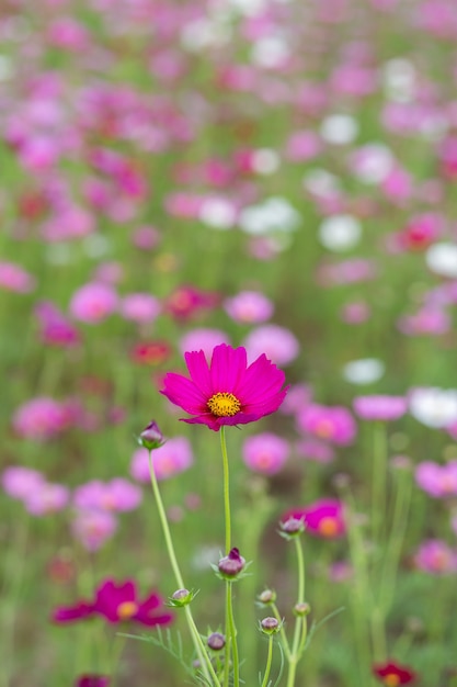 Champs de fleurs Cosmos